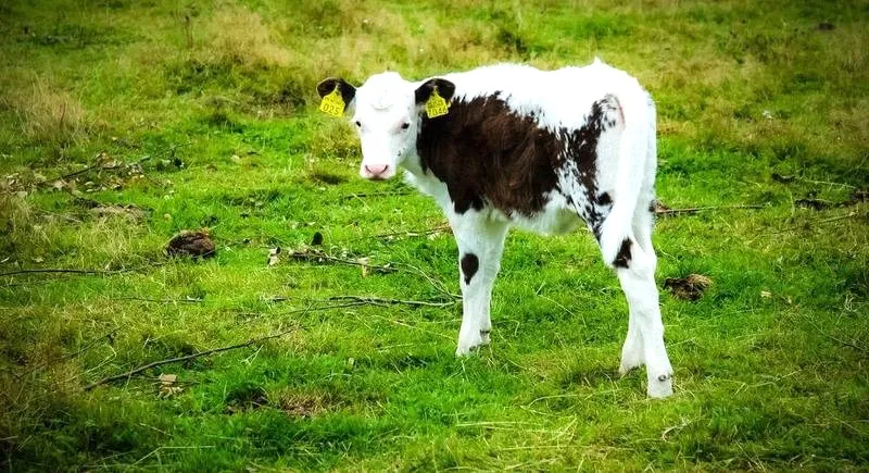 Dlaczego ciele ogonem miele? Odkryj tajemnice tego wiersza!