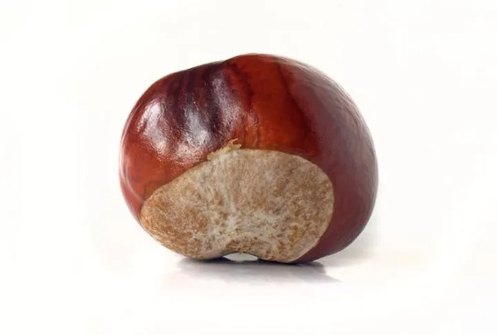 Kasztan wiersz – niezwykłe poetyckie oblicza natury