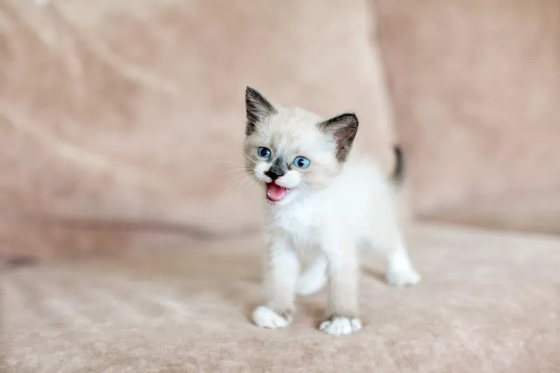 Magiczny świat kotów: książka dla dzieci pełna przygód i radości