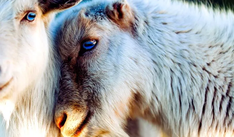 Przyjaźń w obliczu natury: inspirujące cytaty o zwierzętach i ich relacjach z ludźmi