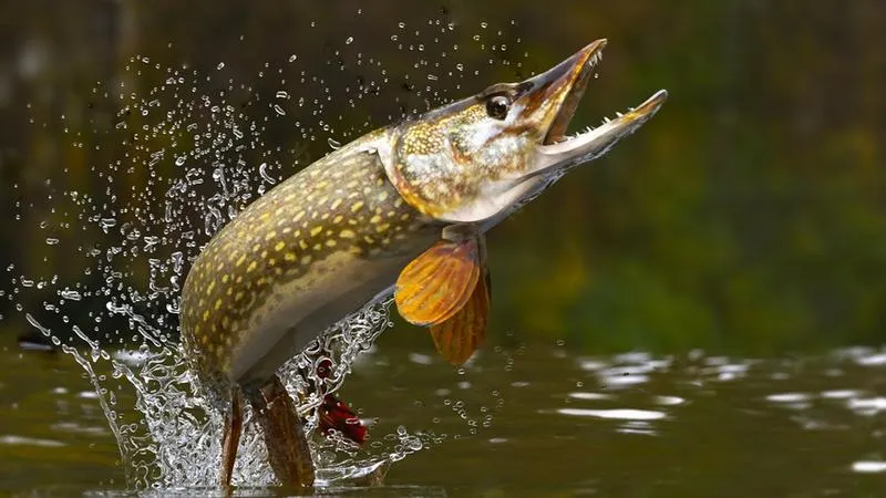 Klasyki literatury wędkarskiej