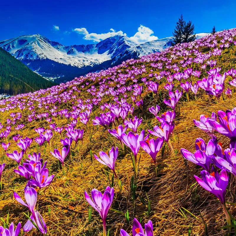 Poezja w edukacji wczesnoszkolnej