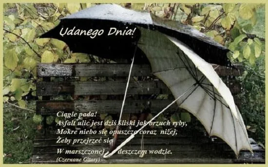 Pogoda pod psem