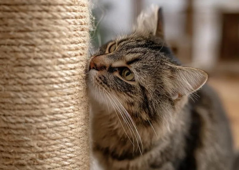 Przygody kocich bohaterów