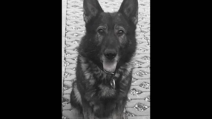 Przyjaźń człowieka i psa